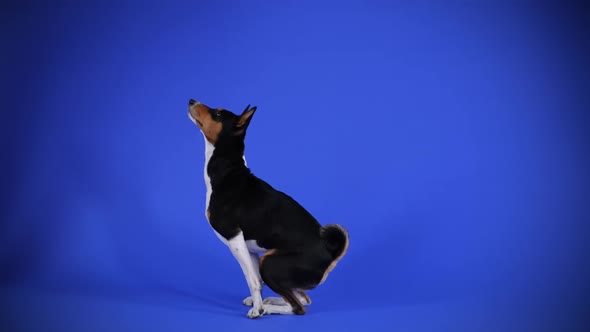 Side View of a Basenji Dog Performing Commands in the Studio Against a Blue Background