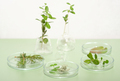 green plants, leaves and herbs in petri dishes on light green background. biotechnology research - PhotoDune Item for Sale