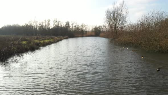 Flying over a large river while following a flock of ducks that are swimming along the river 