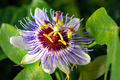 Passiflora caerulea flower closeup - PhotoDune Item for Sale