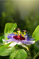 Passiflora passion flower on green background - PhotoDune Item for Sale