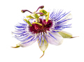 Passiflora caerulea (passion flower) isolated on white background - PhotoDune Item for Sale