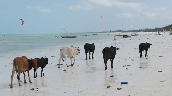 Herd of African Humpback Cows Walks on Sandy Tropical Beach By Ocean Zanzibar