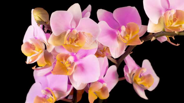 Blooming Pink Orchid Phalaenopsis Flower