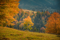 Fall nature of Carpathian mountain creek - PhotoDune Item for Sale