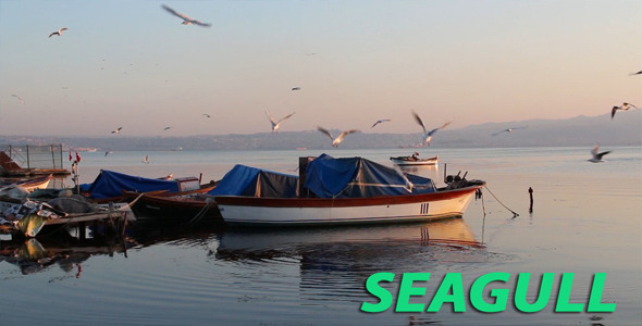 Seagulls