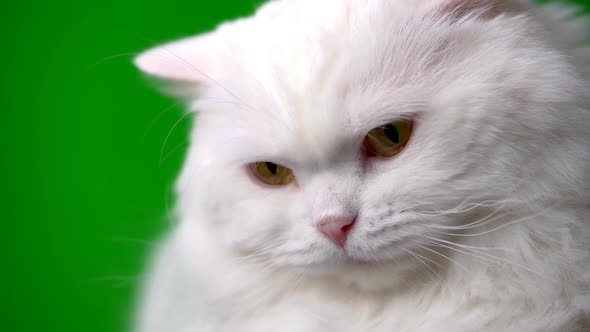 Adorable Cute Domestic Pet. Fluffy White Cat Isolated on Green Background in Studio. Animals, Nature