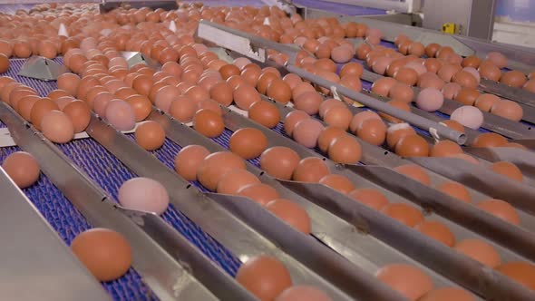 Chicken Egg Moves on the Conveyor at the Poultry Farm