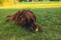 Happy Irish Setter dog playing at the park with toy on a green grass - PhotoDune Item for Sale