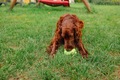 Happy Irish Setter dog playing at the park with toy on a green grass - PhotoDune Item for Sale