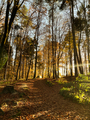 Warm autumn scenery in the forest, with the sun shedding beautiful rays of light through trees. - PhotoDune Item for Sale
