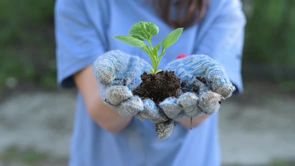 close-up of sprout with soil in the hands of a young woman preparing to plant it