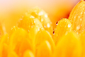 A yellow chrysanthemum flower. - PhotoDune Item for Sale