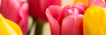 Yellow and pink tulip buds. - PhotoDune Item for Sale