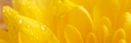 A yellow chrysanthemum flower. - PhotoDune Item for Sale