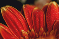 Red gerbera flower with drops on the petals. - PhotoDune Item for Sale