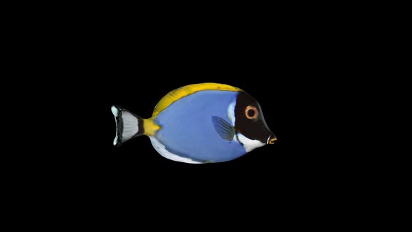 Powder Blue Tang