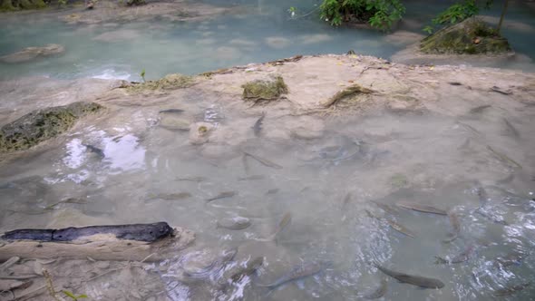 Panning Left to Right, Blue Water Pond with Fishes Swimming in The Pond