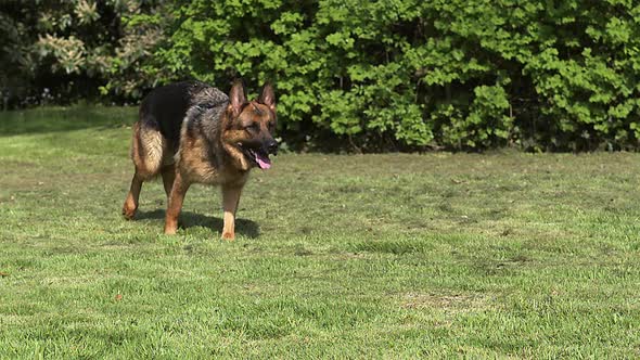 700235 Domestic Dog, German Shepherd Dog, Female running on Grass, Slow motion