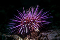 California Purple sea urchin underwater - PhotoDune Item for Sale