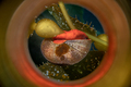 Bright orange kelp top snail - PhotoDune Item for Sale