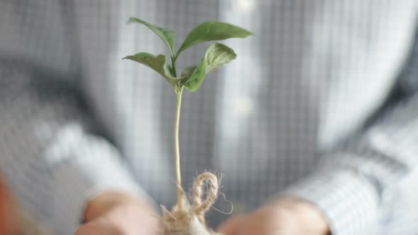 Hands of Men Farmer Showing and Caring a Young Coffee Tree in Hands for Planting