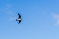 Seagull in flight - PhotoDune Item for Sale
