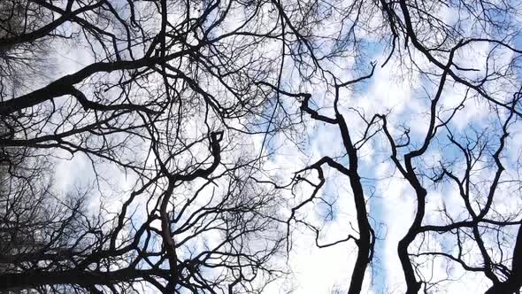 Vertical Video of the Forest with Trees Without Leaves