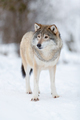 Portrait of brown wolf on snow covered field in the forest - PhotoDune Item for Sale