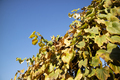 Photo documentation of the leaves of the vines in autumn - PhotoDune Item for Sale