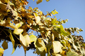 Photo documentation of the leaves of the vines in autumn - PhotoDune Item for Sale