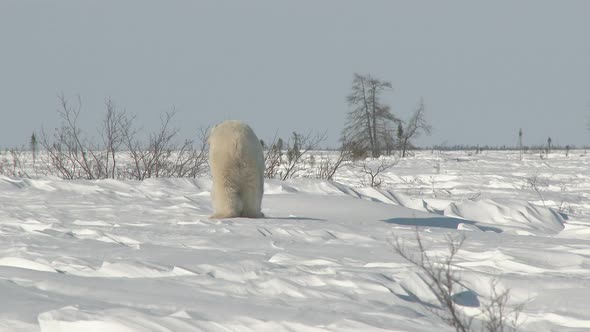 Polar Bear (Ursus maritimus) mother resting with three months old cub on Tundra.