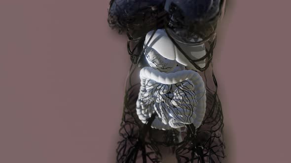 Transparent Human Body with Visible Digestive System