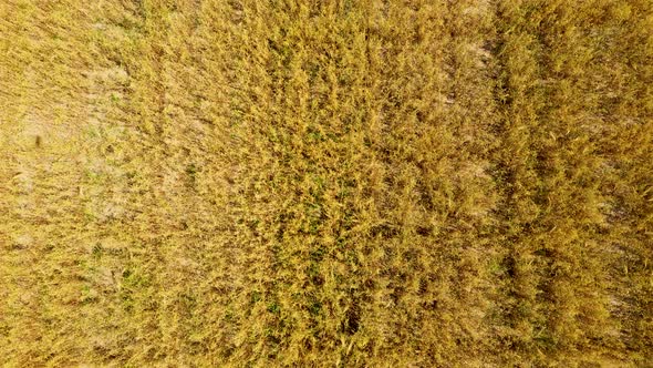 Aerial photo from flying drone of a beautiful nature landscape with growing healthy. Beauty scenery