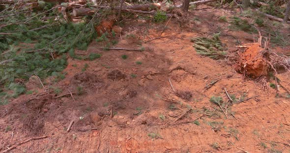 Foot Stump Roots of Trees Which Were Cut Down the Land Clearing