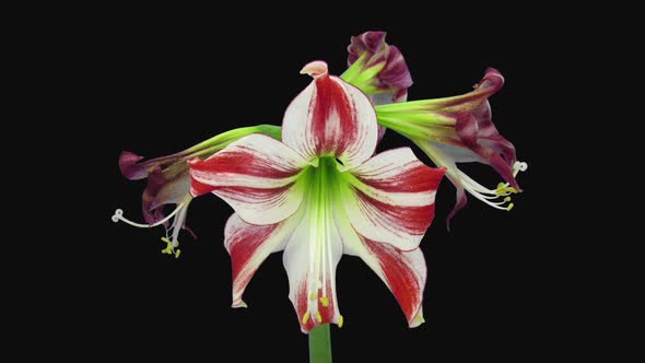 Time-lapse of dying red and white amaryllis Ambiance flower