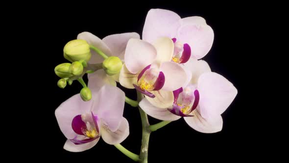 Blooming White Orchid Phalaenopsis Flower