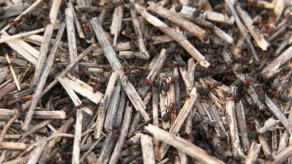 Macro. Ants Are Busy with the Work of Building an Anthill. Insects in the Wild