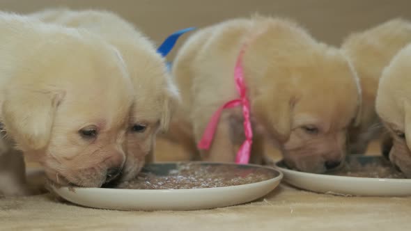 Labrador Puppies Eats From a Plate