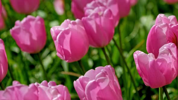 Blooming Tulips in Keukenhof Flower Garden