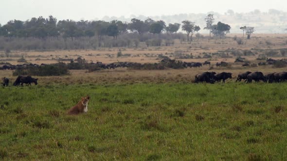 Lioness Watching Wildebeest In Kenya