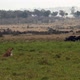 Lioness Watching Wildebeest In Kenya - VideoHive Item for Sale