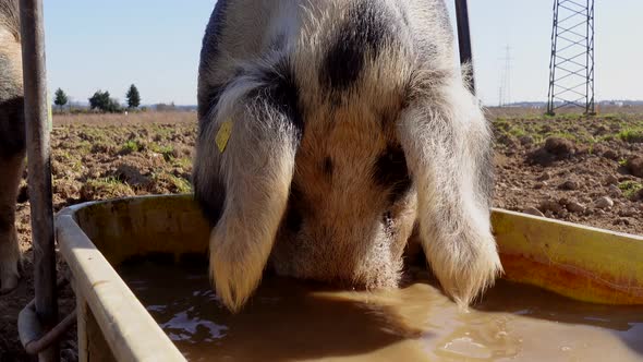 Closeup of young sow drinking dirty water during hot summer day on agricultural farm.