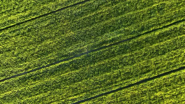 Farm Fields Background Texture 4 K