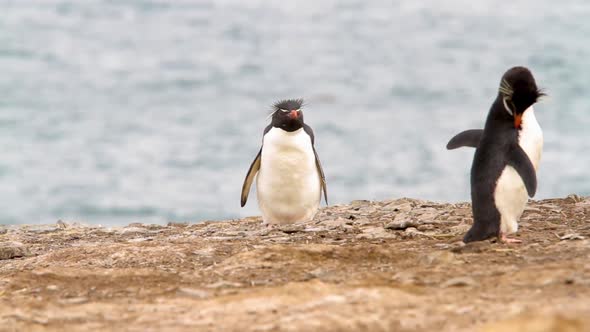 Rock Hopper Penguins Shot In The Falkland Islands