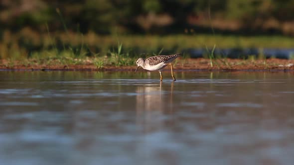 A view from a sunken photographic Lagoon hide in the Zimanga Private game reserve on a summer day of