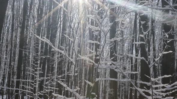 forest trees. nature snow wood backgrounds. panorama