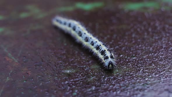 Hairy Caterpillar Crawling On Wet Surface
