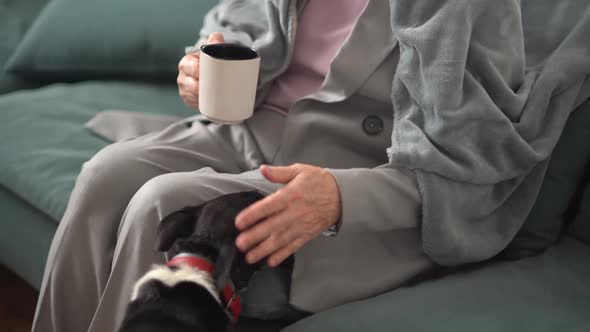 Closeup of the Hands of an Elderly Mistress Stroking a Blackandwhite Dog with a Red Leash