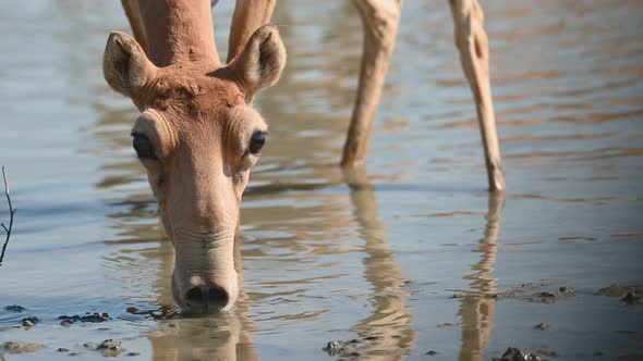 Wild Saiga Antelope or Saiga Tatarica Drinks in Steppe